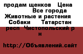 продам щенков › Цена ­ 15 000 - Все города Животные и растения » Собаки   . Татарстан респ.,Чистопольский р-н